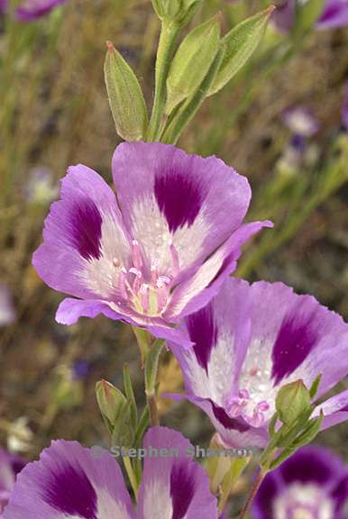 clarkia williamsonii 7 graphic